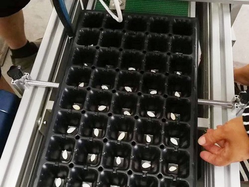 shellout machine seed